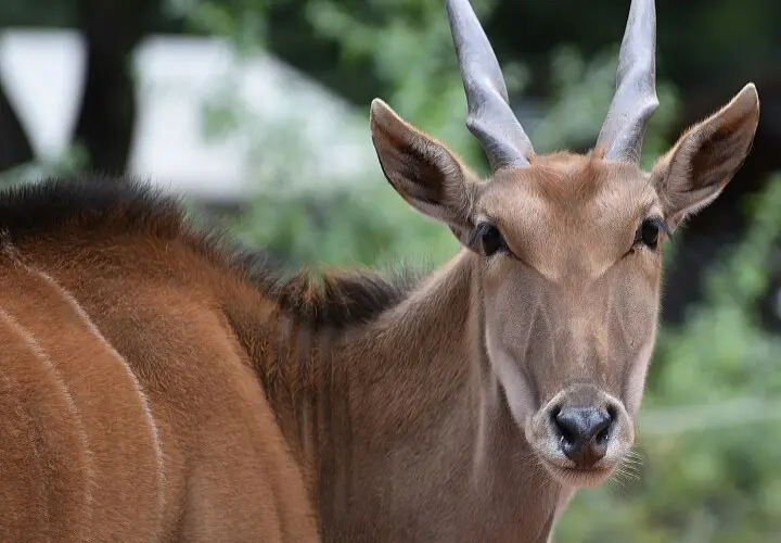 Zoo Kaiserslautern