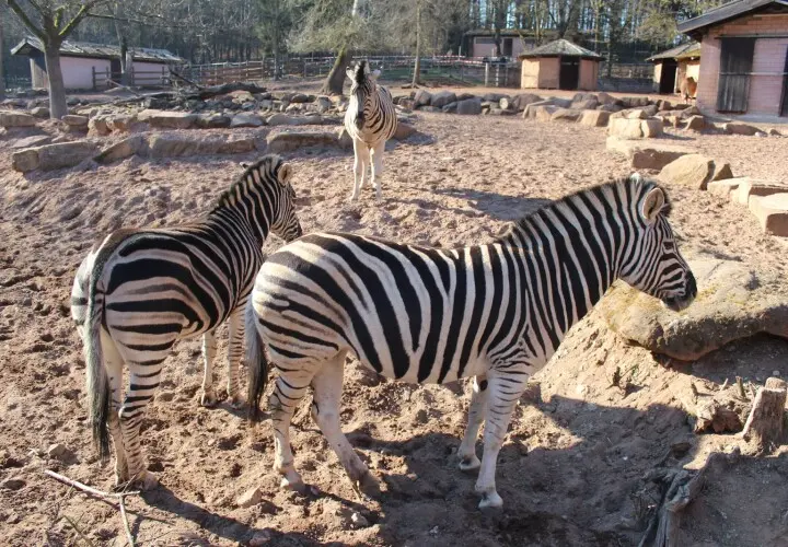 Zoo Kaiserslautern