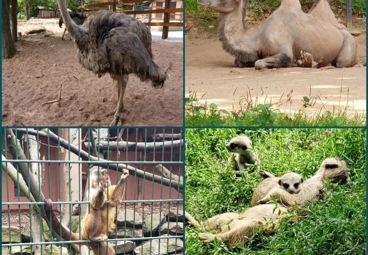 Zoo Kaiserslautern