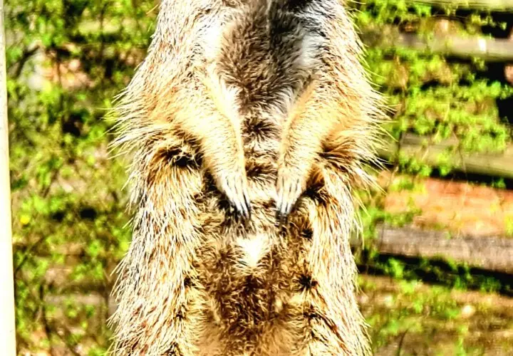 Zoo Kaiserslautern