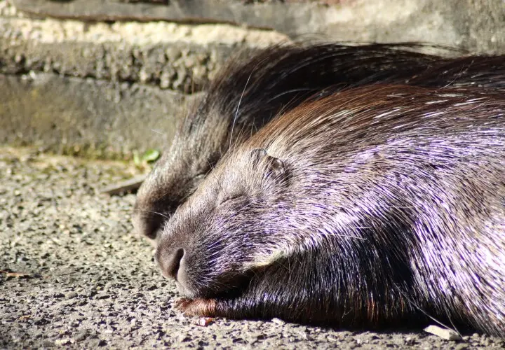 Zoo Kaiserslautern