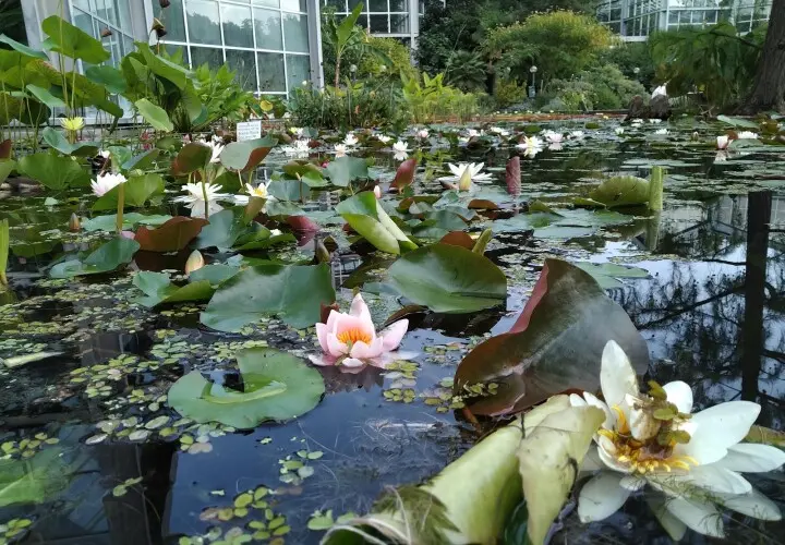 Palmengarten der Stadt Frankfurt am Main