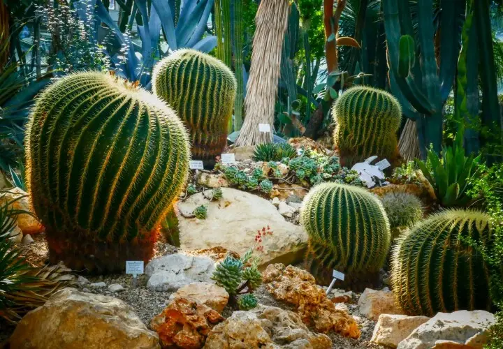 Palmengarten der Stadt Frankfurt am Main