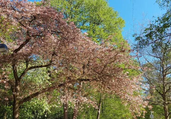 Grüneburgpark