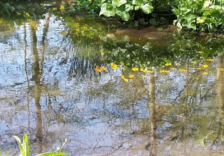 Grüneburgpark
