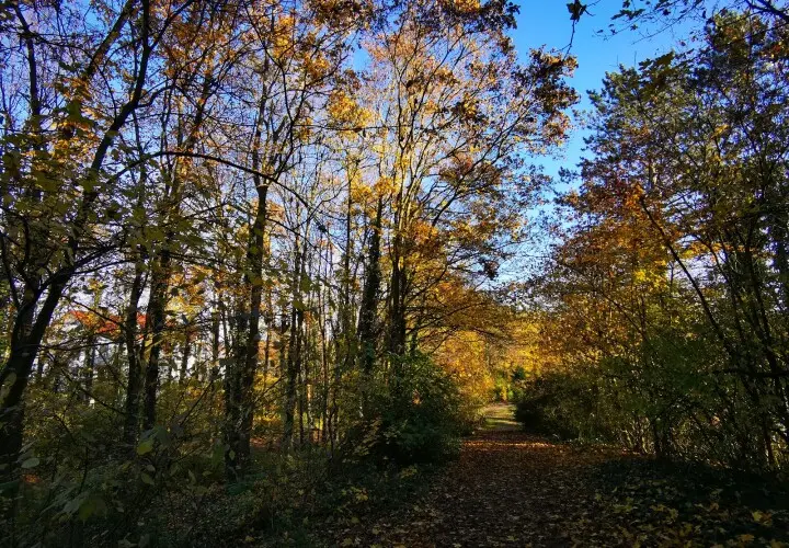 Martin-Luther-King-Park