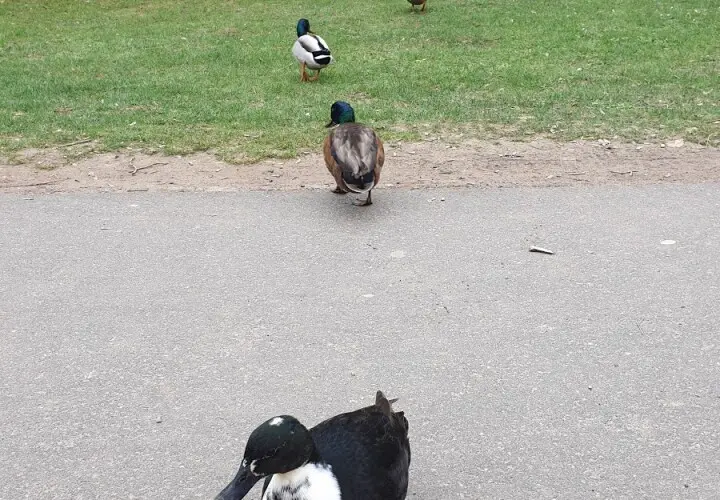 Martin-Luther-King-Park