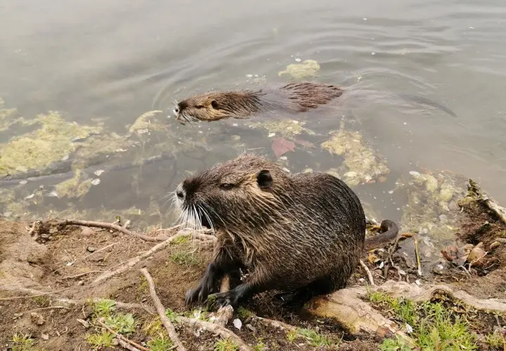 Rebstockpark