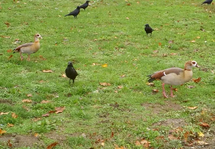 Rebstockpark