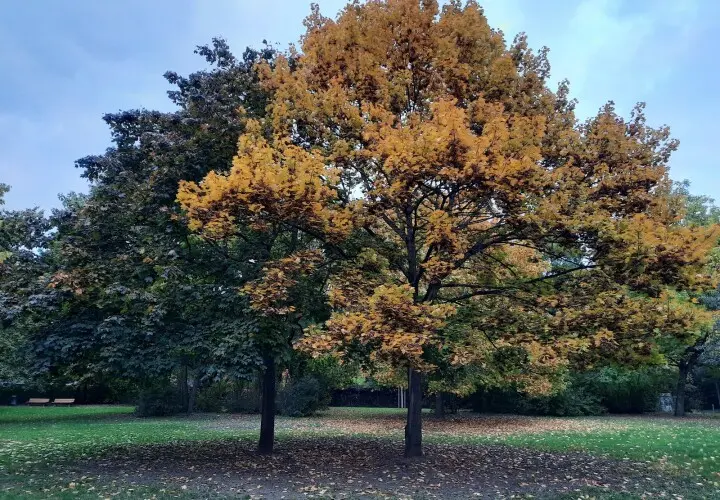Elli-Lucht-Park