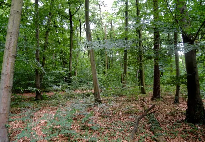 Carl-von-Weinberg-Park