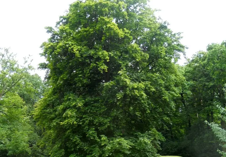 Carl-von-Weinberg-Park