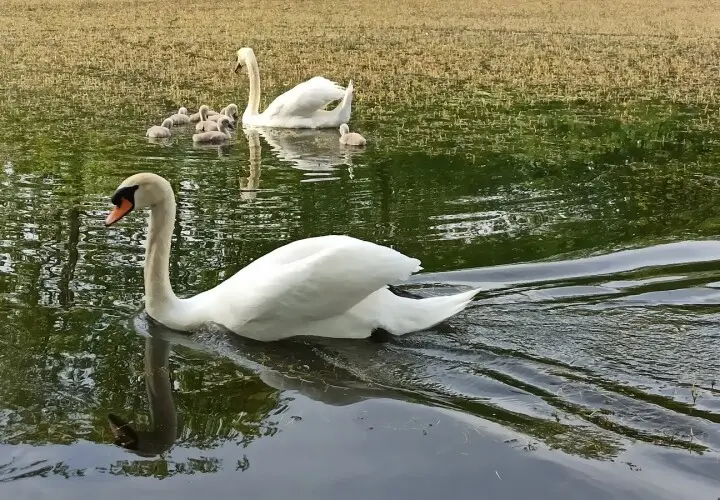 Höchster Stadtpark