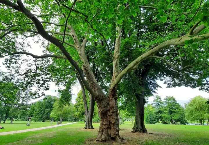 Höchster Stadtpark