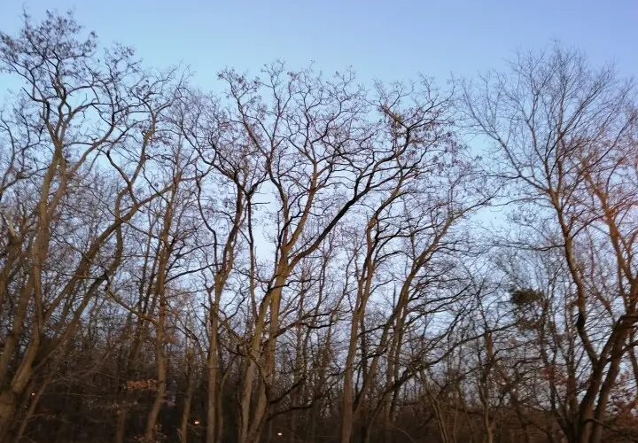 Frankfurter Stadtwald