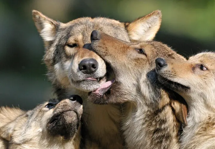 Wildpark Bad Mergentheim