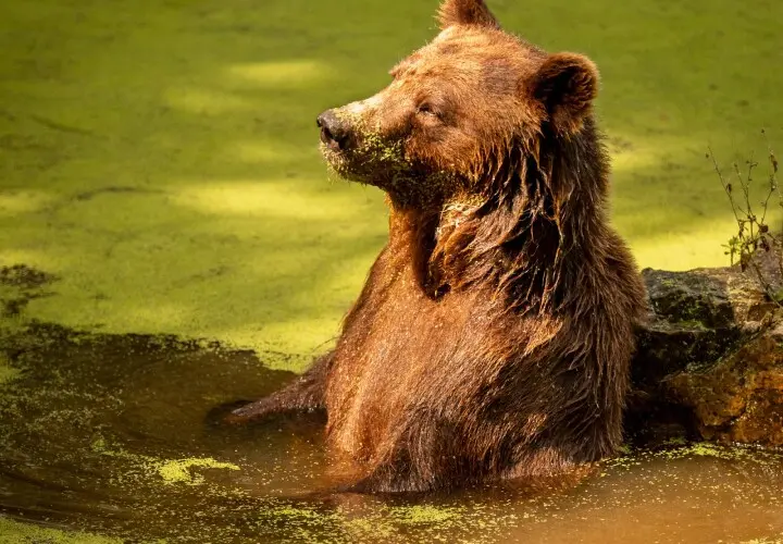 Wildpark Bad Mergentheim