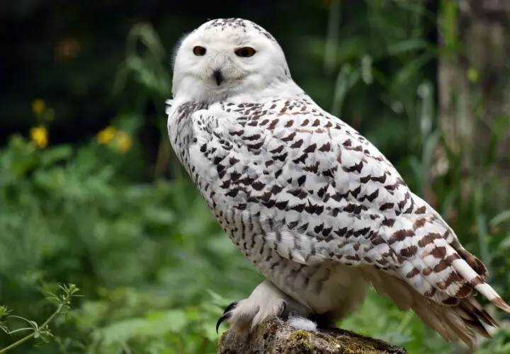 Wildpark Bad Mergentheim