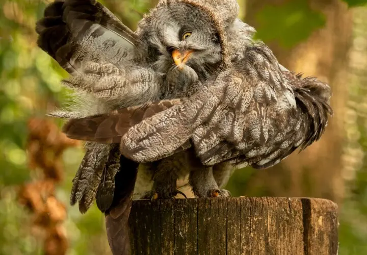 Wildpark Bad Mergentheim