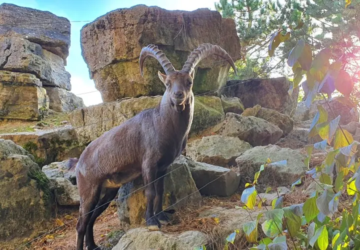 Wildpark Bad Mergentheim