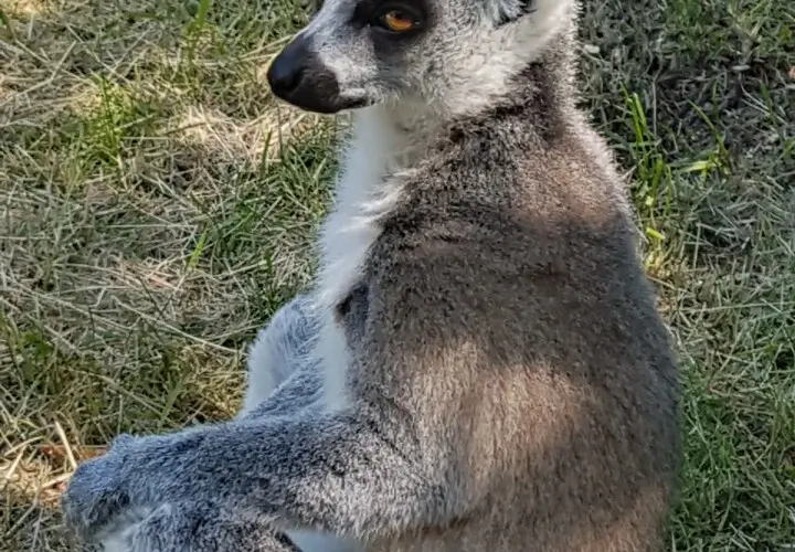 Tier- und Freizeitpark Thüle
