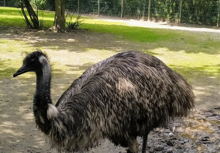 Tier- und Freizeitpark Thüle