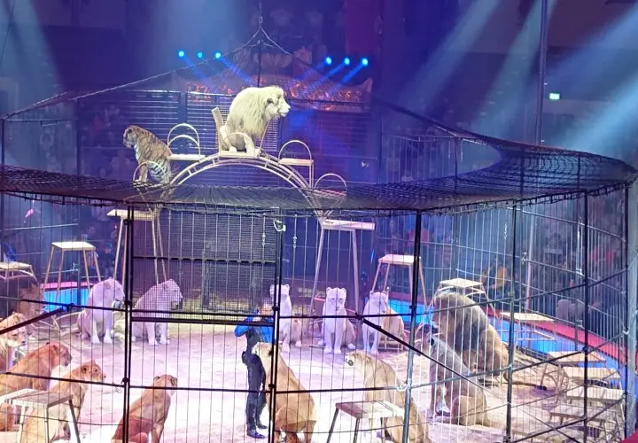 Circus Krone