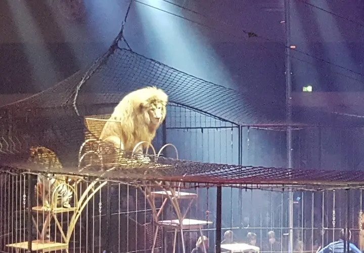 Circus Krone