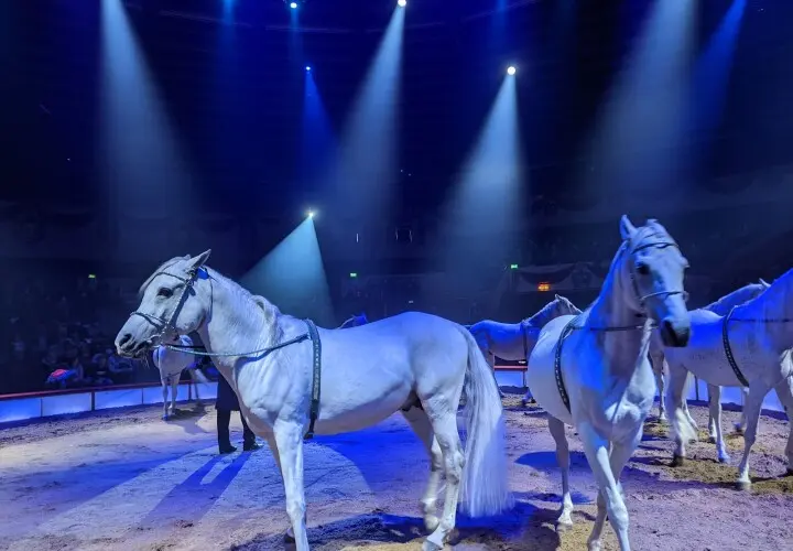 Circus Krone