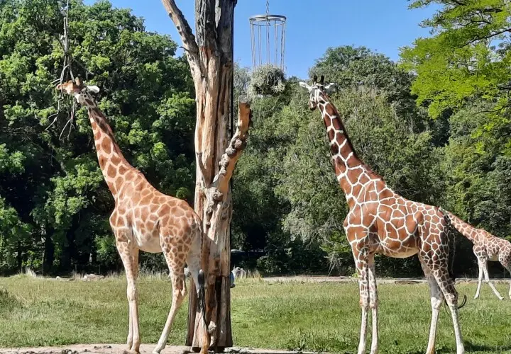 Zoo Augsburg