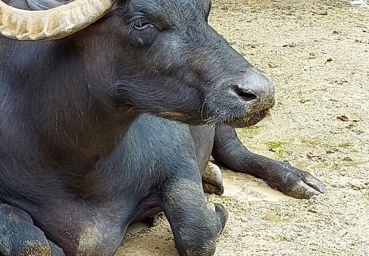 Zoo Augsburg