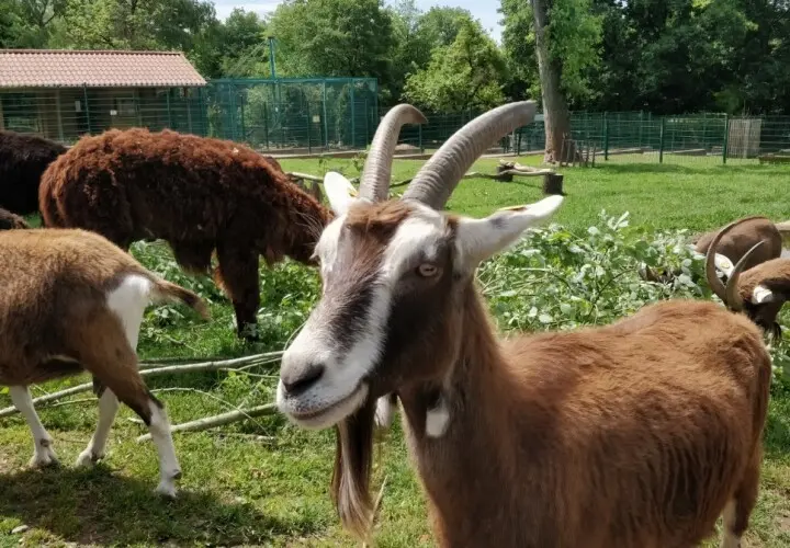 Merziger Tierpark