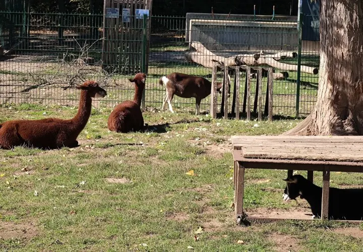Merziger Tierpark