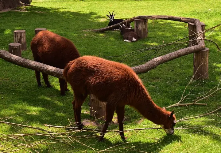 Merziger Tierpark