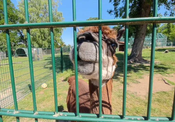 Merziger Tierpark