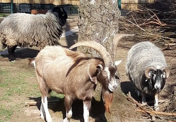 Merziger Tierpark