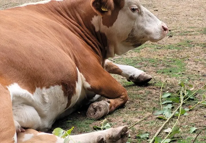 Merziger Tierpark