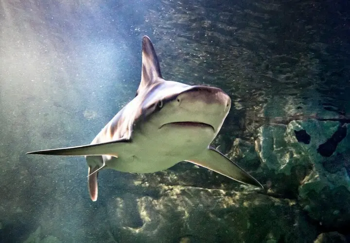 SEA LIFE München