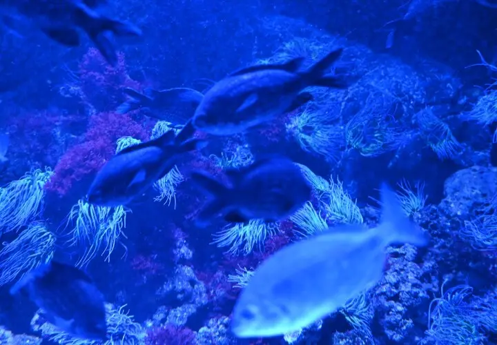 SEA LIFE München