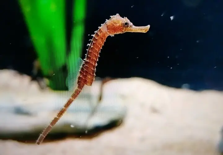 SEA LIFE München