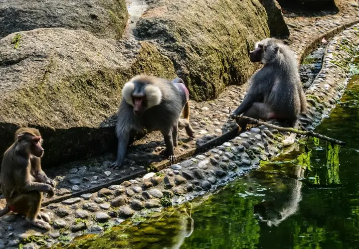 Münchener Tierpark Hellabrunn