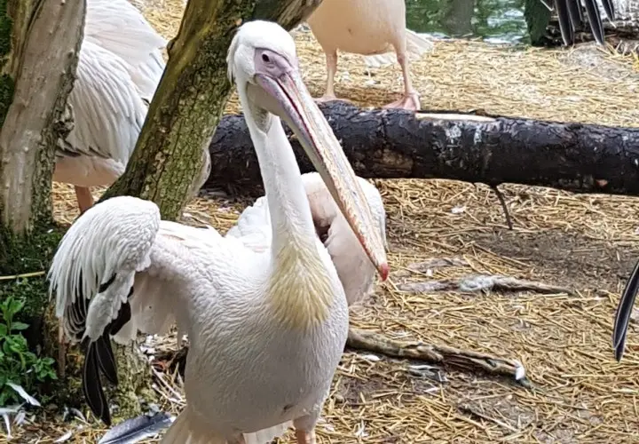 Münchener Tierpark Hellabrunn
