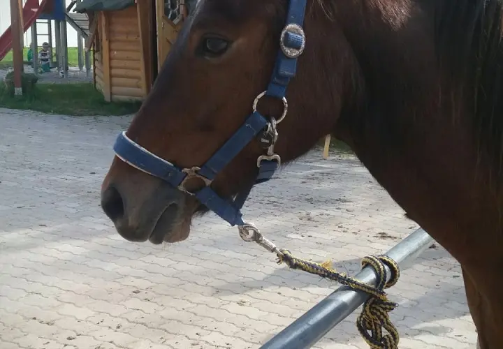 Reitschule MATTHOF