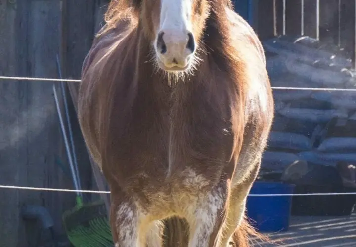 Erlebnishof Betl