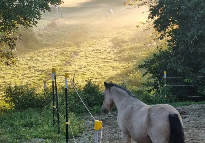Tinker Ponyhof