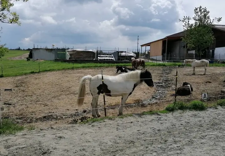 Tinker Ponyhof