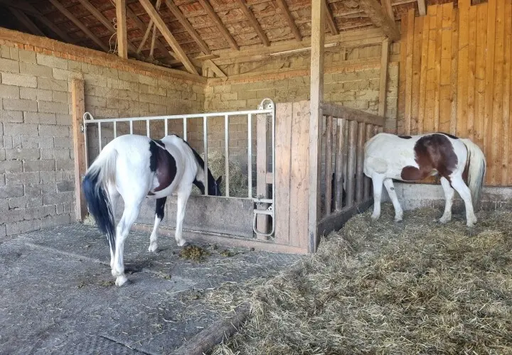 Tinker Ponyhof
