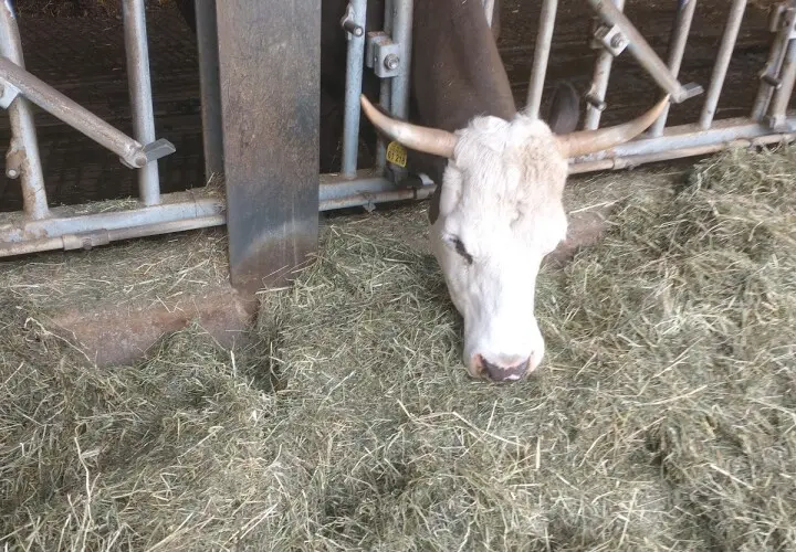 Viehhausener Biohofladen