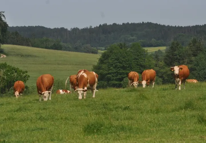 Naturlandhof Osterwind / Mießlinger