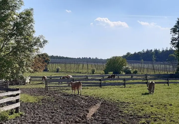 Naturlandhof Osterwind / Mießlinger